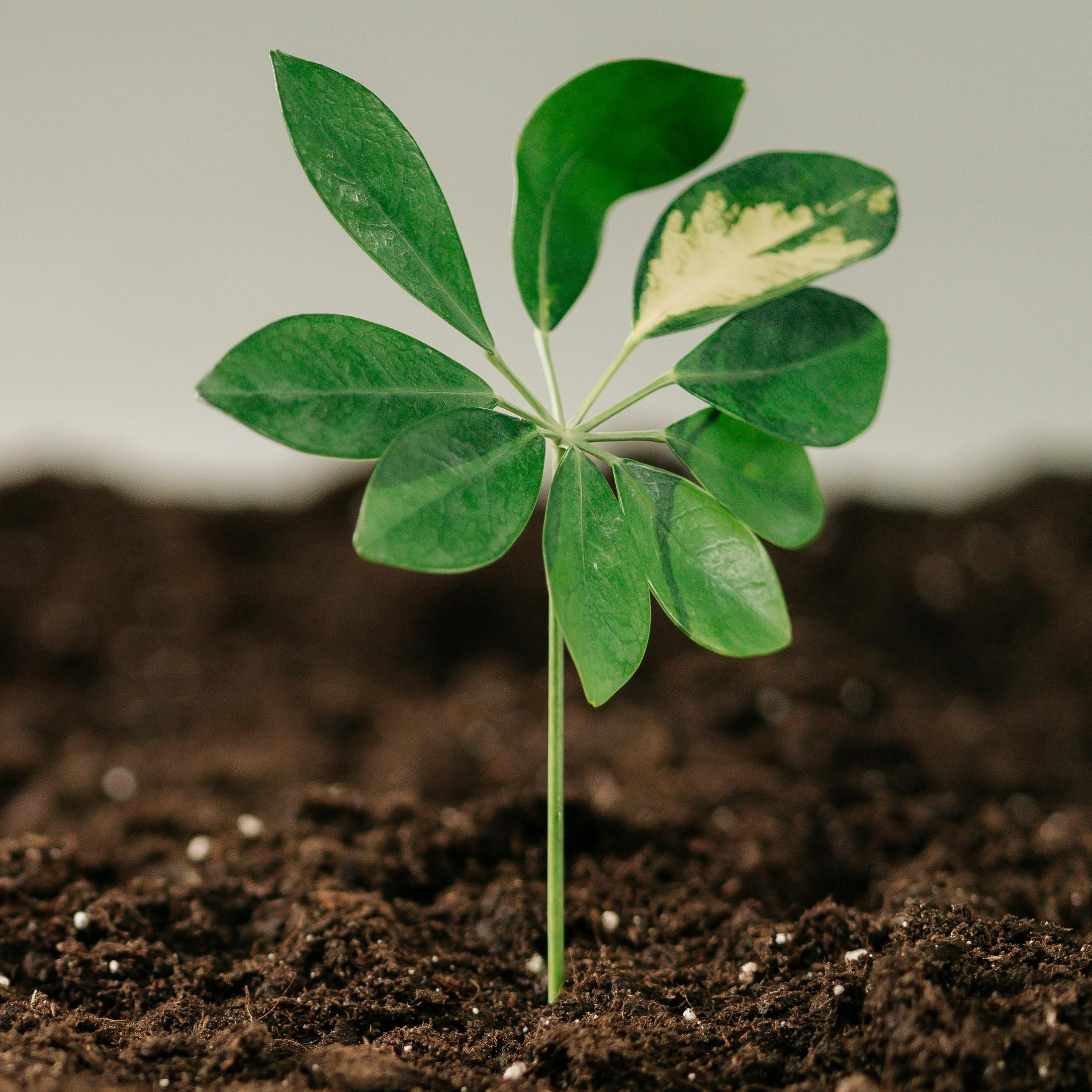 pexels-ron-lach-7944411